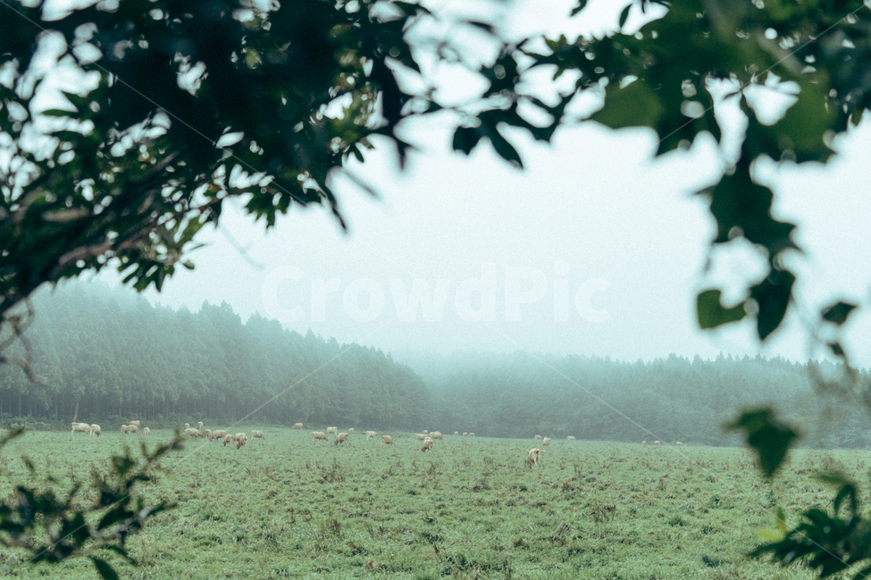 자연,목장,안개,나무,들판,소,자연,풍경,nature,landscape,감성,sensible,feeling,휴식,힐링,rest,relaxation,healing,산업,industry,industrial,목축업,목장,livestock farming,ranching,pasture,outdoors,옥외,weather,날씨