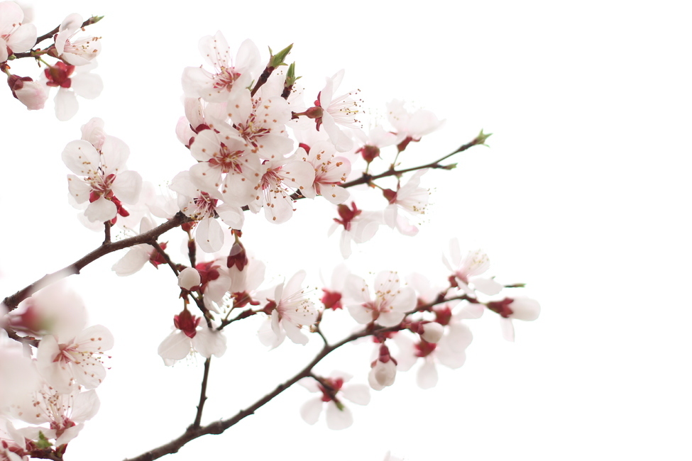 꽃,벚꽃,꽃사진,접사,하늘,봄,계절,spring,season,식물,자연,plants,nature,꽃,flower,plant,blossom