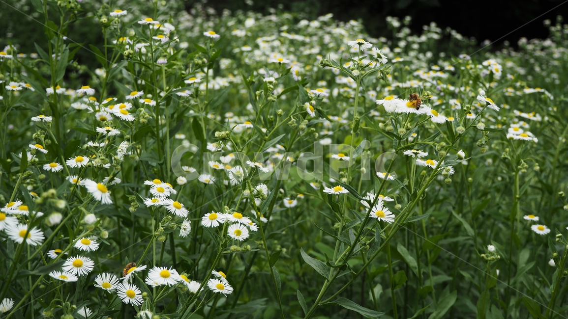 야생화,꽃,흰색,wildflower,flower,white