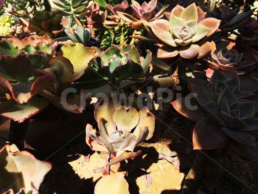 꽃,꽃밭,햇살,따뜻함,그림자,식물,자연,plants,nature