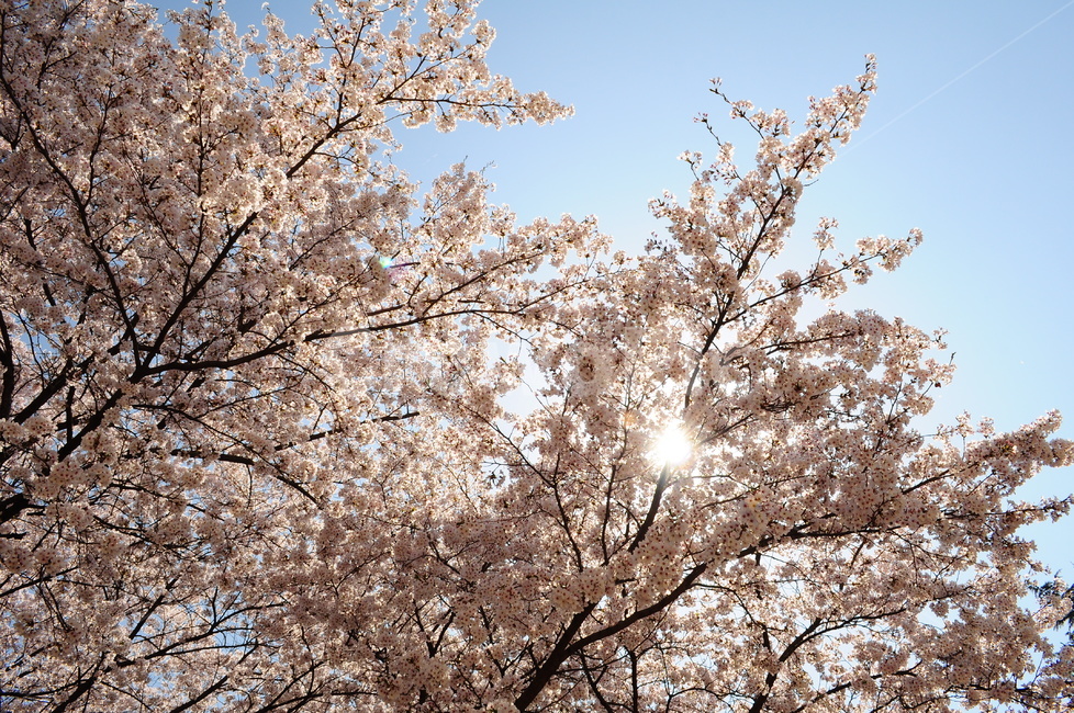 벚꽃,봄,벚꽃나무,나무,꽃잎,하늘,햇살,햇빛,가지,봄,계절,spring,season,자연,풍경,nature,landscape,plant,식물,flower,꽃,cherry blossom,blossom
