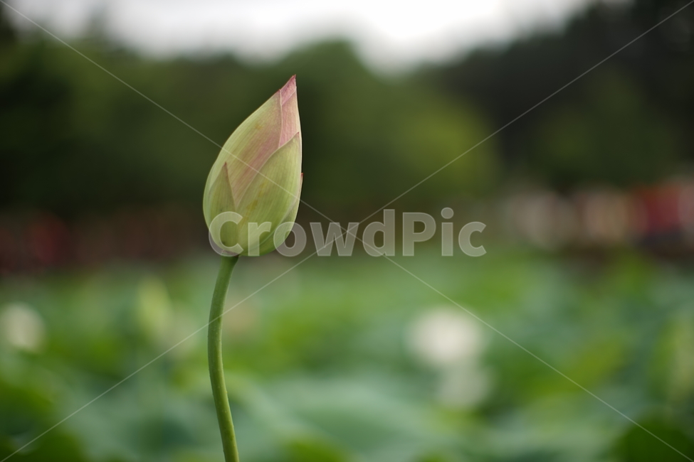 연꽃,여름,여름연꽃,꽃,한국,식물,자연,plants,nature,꽃,flower