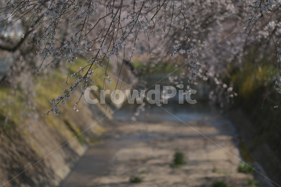 벚꽃,봄꽃,꽃,spring,pink,분홍,나무,plant,식물,봄,계절,spring,season,ground,바닥