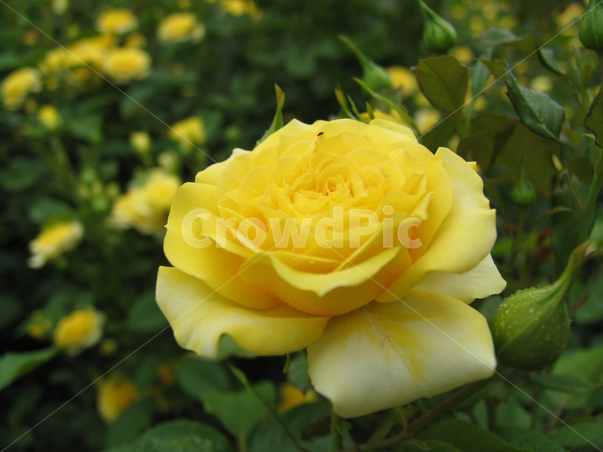 장미,꽃,노랑장미,장미꽃,로즈,5월장미꽃,노란색,식물,flower,rose,자연,접사,활짝핀꽃,옐로우