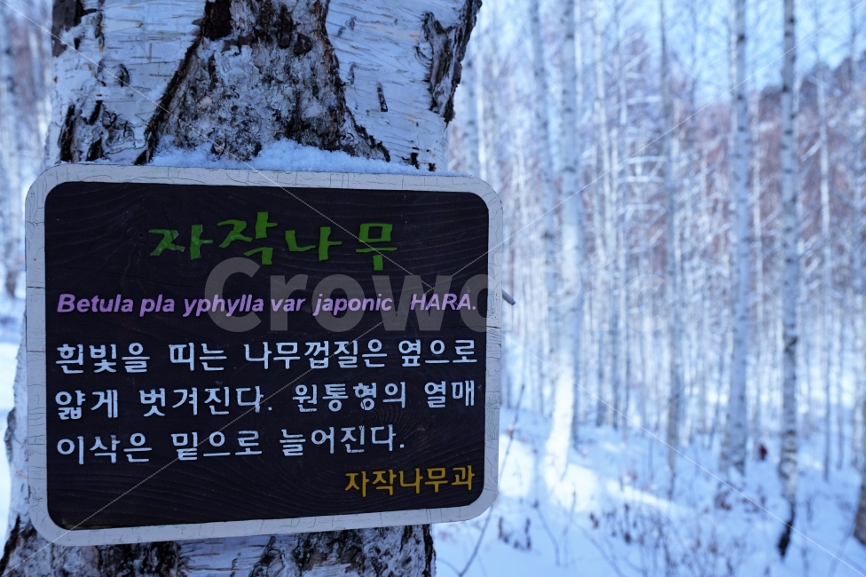 여행,풍경,자작나무,원대리,자작나무숲,눈,설경,소니a5000