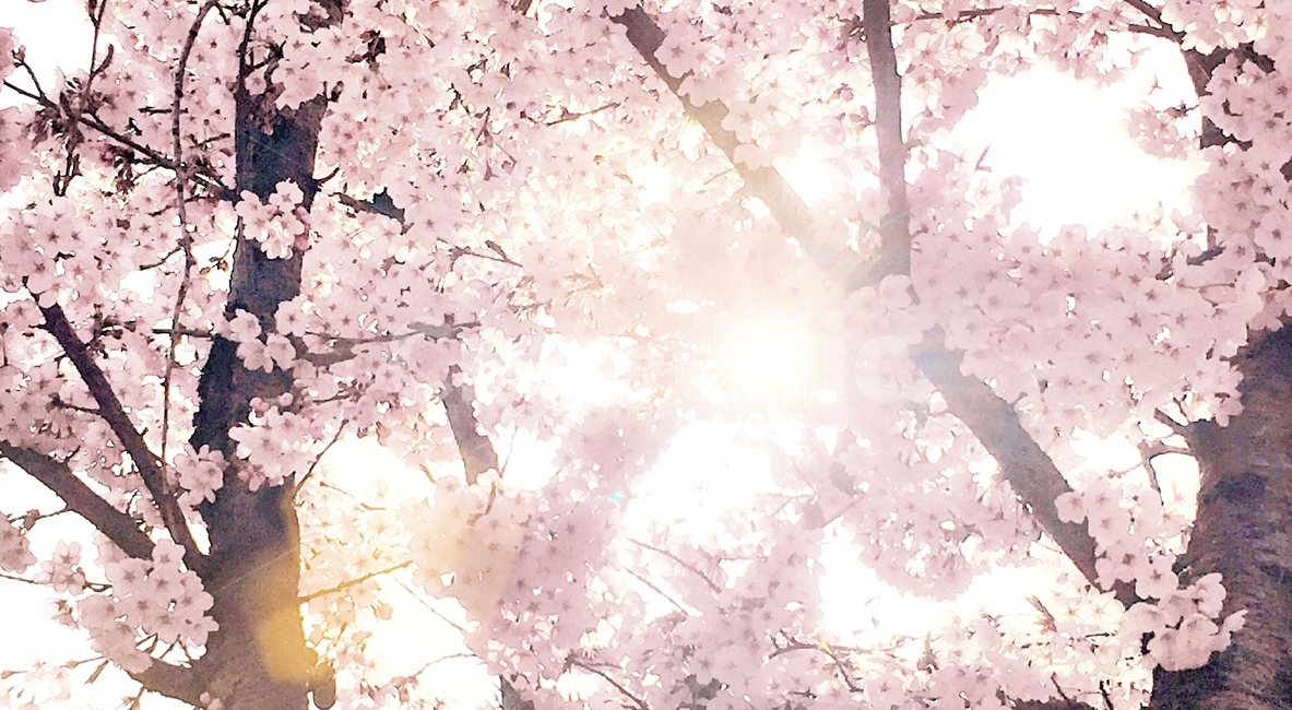 벚꽃,봄,봄날,햇빛,벚꽃놀이,햇살,꽃,눈부신,봄,계절,spring,season,plant,식물,blossom,cherry blossom,flower