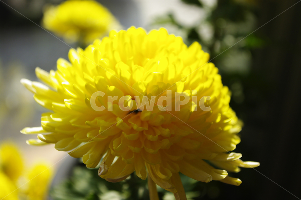 국화,가을,꽃,flower,식물,plant,식물,자연,plants,nature,꽃,flower