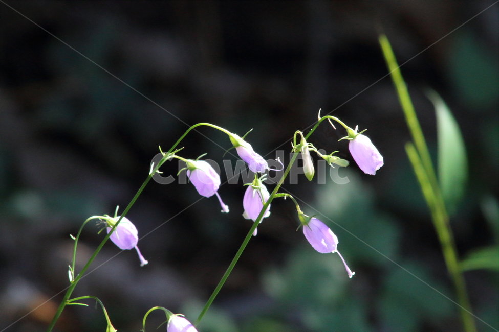잔대,꽃,초롱꽃과,야생화,giantbellflower,식물,자연,plants,nature,꽃,flower