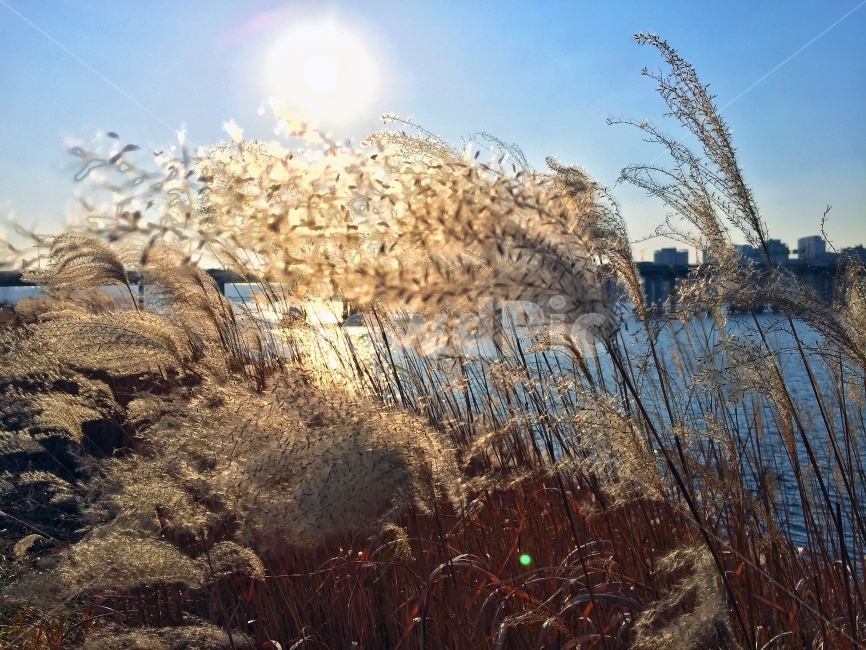 sunshine,landscape,nature,reed,autumn,season,hay,hanriver,seoul,korea,city,silhouette,sunset,daytime,식물,자연,plants,nature