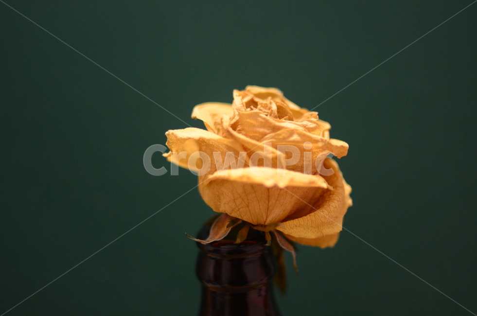 장미,말린장미,드라이플라워,노란색,노란장미,초록,초록색벽,rose,yellow,green,dryflower,flower