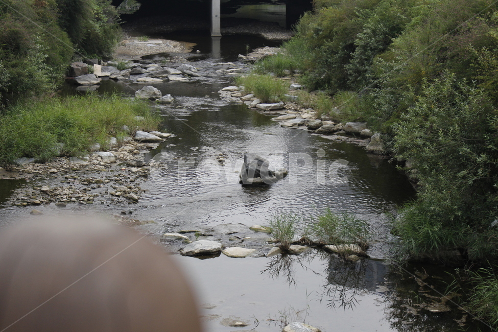 물,자연,옥외,water,nature,outdoors,하천,개울,자연,풍경,nature,landscape
