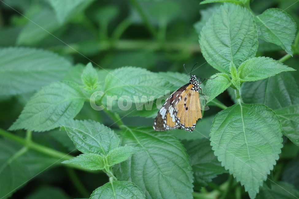 꽃,나비,풀잎,잎,잎사귀,자연,풀,동물,곤충,곤충,벌레,insect,bug