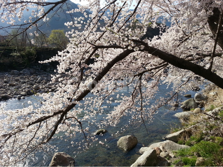 하동,쌍계사,십리벚꽃길,화개천,벚꽃축제,햇살,봄,계절,spring,season,식물,자연,plants,nature,나무,trees,wood,plant,blossom,꽃,flower