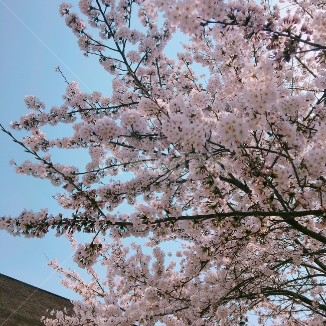 벚꽃,꽃,blossom,flower,식물,cherryblossom,pink,분홍색,나무,벚꽃나무,봄,봄나무