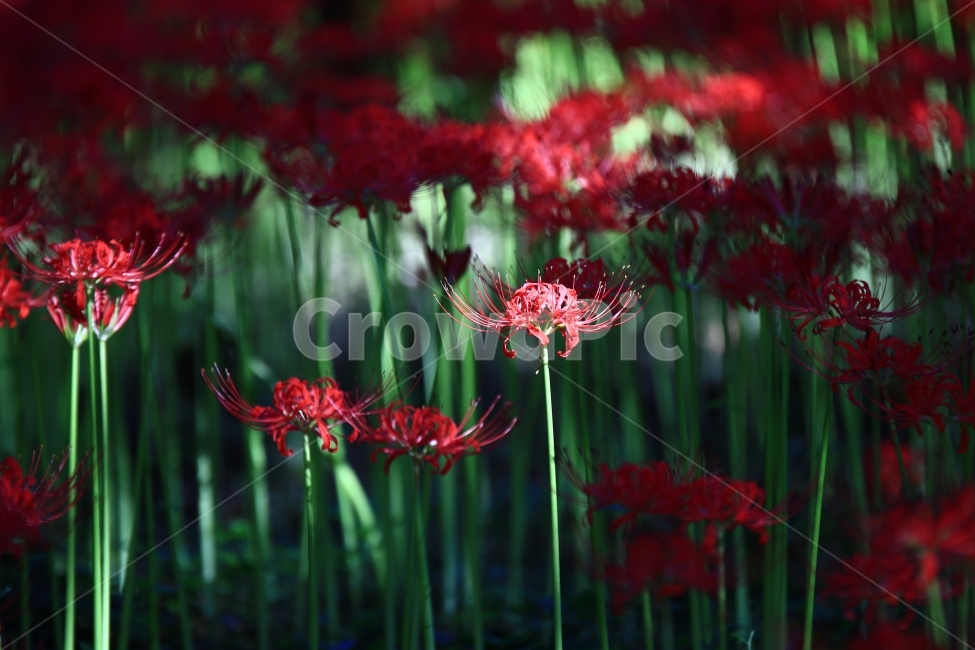 상사화,꽃무릇,꽃,붉은꽃,불갑사,flower,식물,자연,plants,nature,꽃,flower