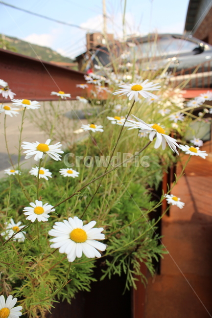 꽃,봄,화단,자연,공원,자연물,flower,spring,감성,식물,자연,plants,nature,꽃,flower