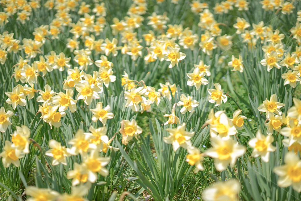 노란,옐로우,노랑색,수선화,꽃,봄꽃,노란물결,narcissus,봄,계절,spring,season,plant,식물
