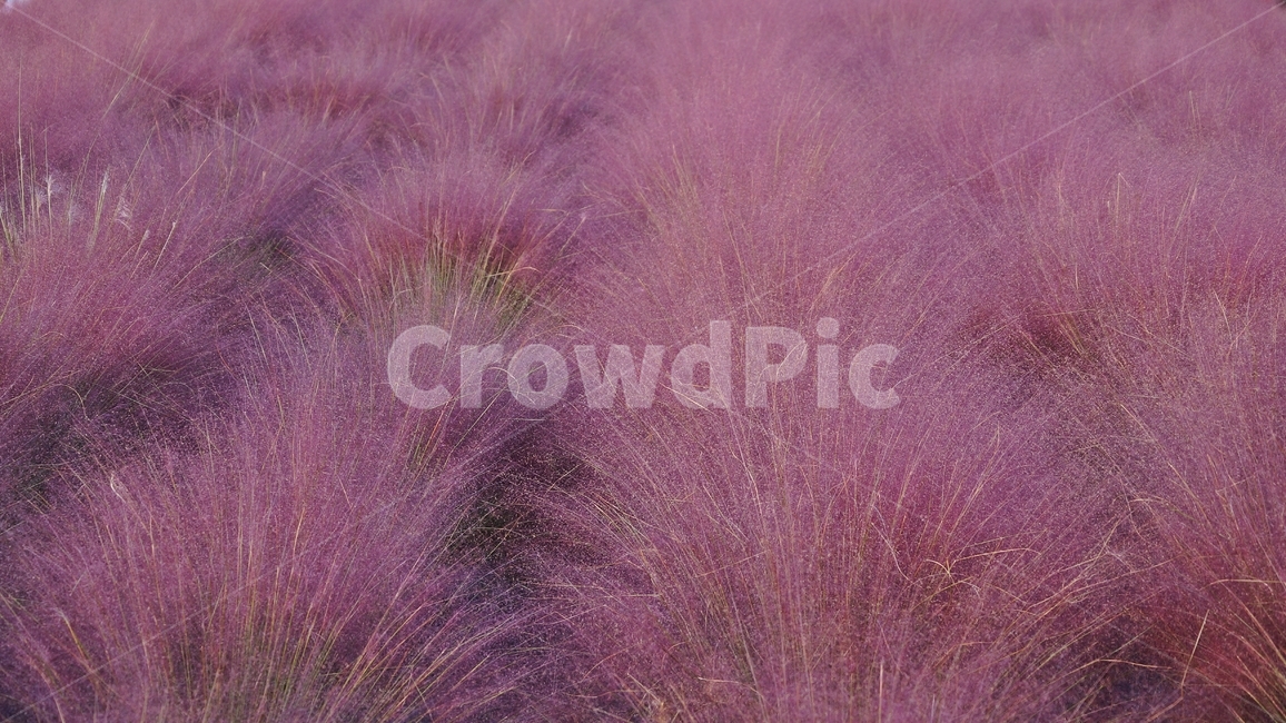 핑크뮬리,꽃축제,꽃길,식물,축제,가을,계절,fall,autumn,season,bush,부시,vegetation,초목,plant,nature,자연,grass,잔디
