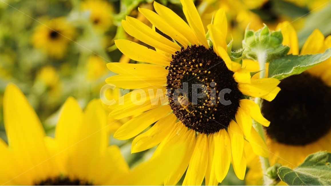 해바라기,꽃,식물,플라워,늦여름,sunflower,flower,식물,자연,plants,nature,꽃,flower