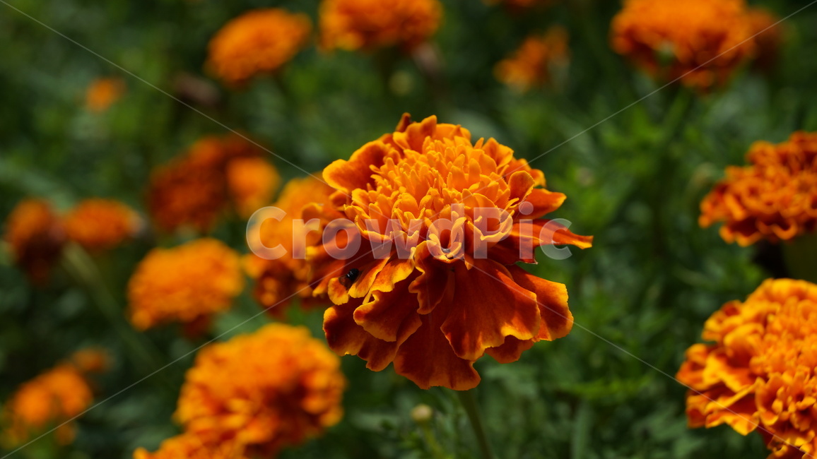메리골드,주황색꽃,이쁜꽃,marigold,flower