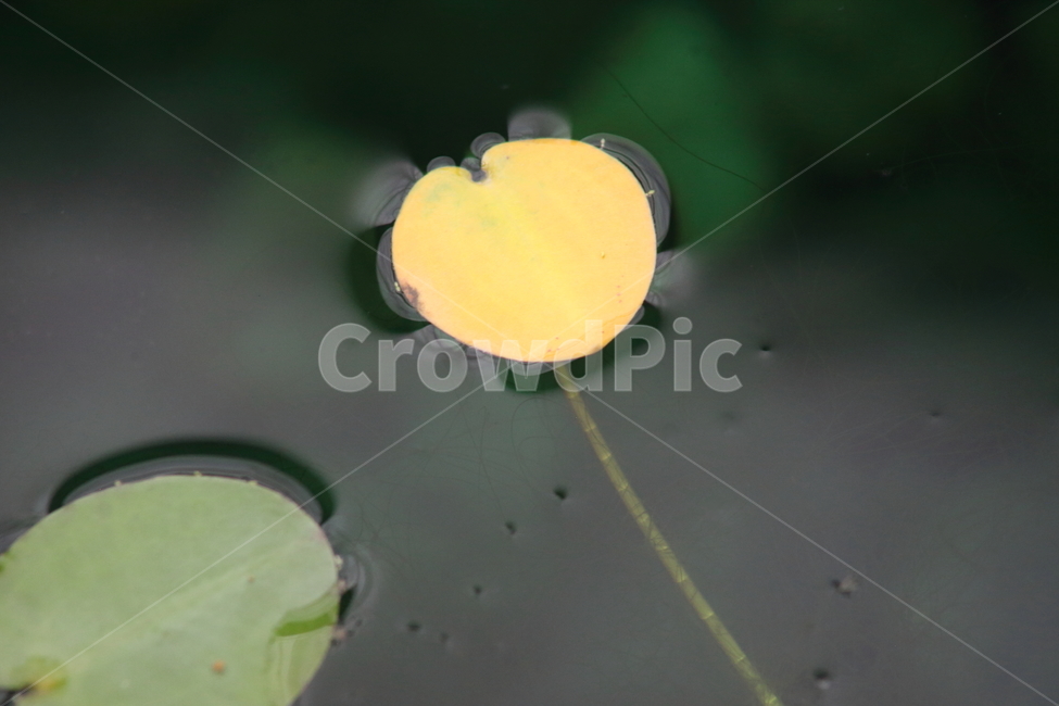 잎,연잎,식물,노랑,leaf