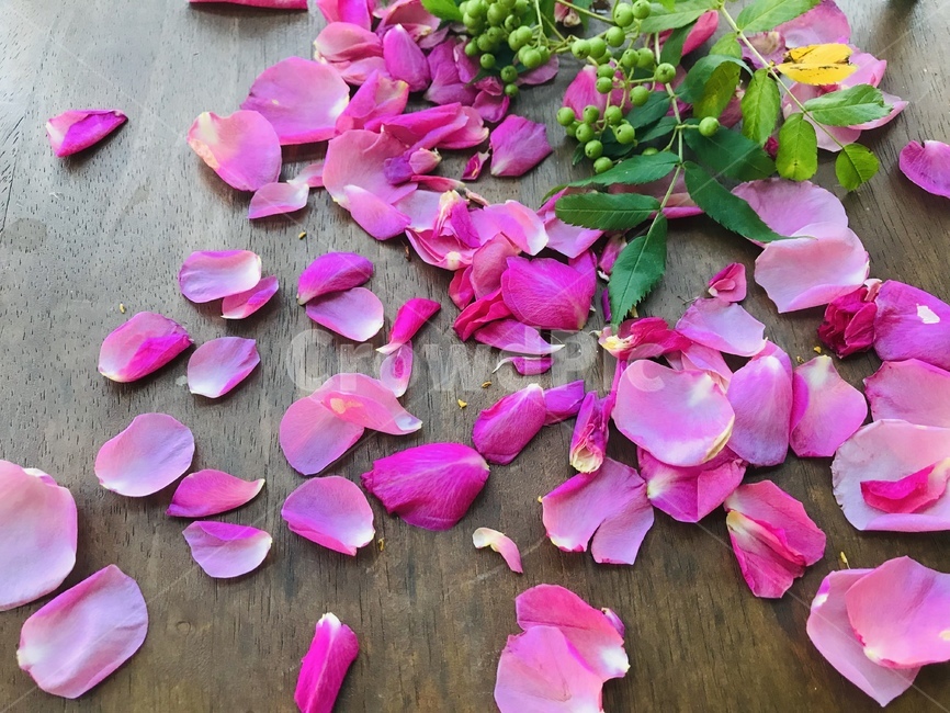 blossom,petal,꽃잎,flower,핑크장미잎,pinkrosepetal