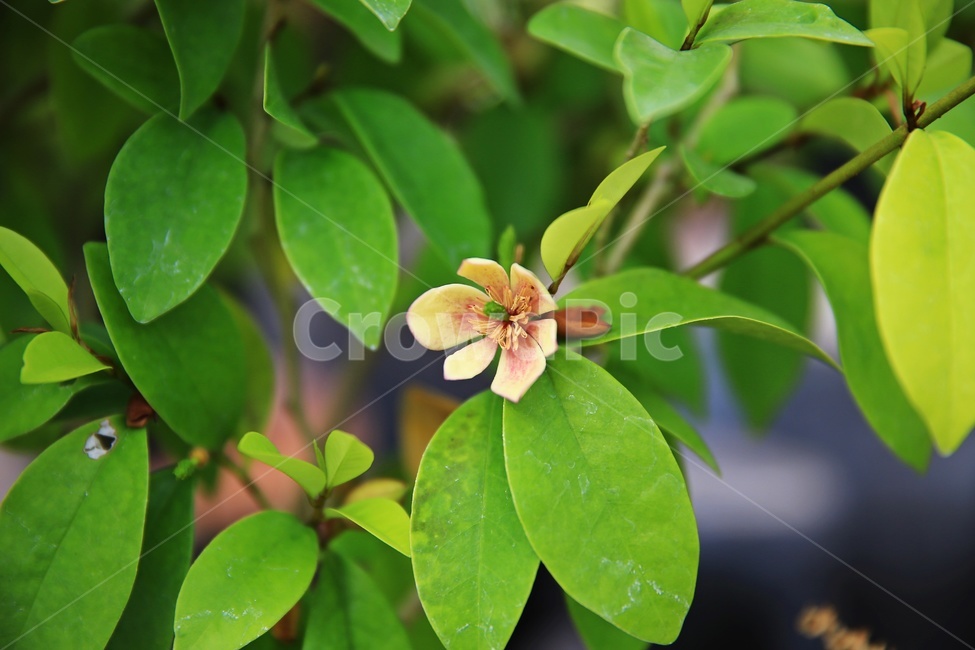 leaf,잎,plant,식물,blossom,petal,꽃잎,flower,꽃,봄,봄꽃,계절