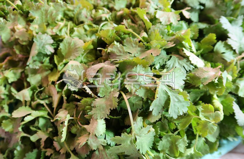 고수,풀,야채,식재료,향신료,양념재료,진열대,coriander,grass,vegetables,foodingredients,spices,seasoningingredients,shelves,plant,식물,음식,식재료,요리,food,cook,meal,dishes,food reserves