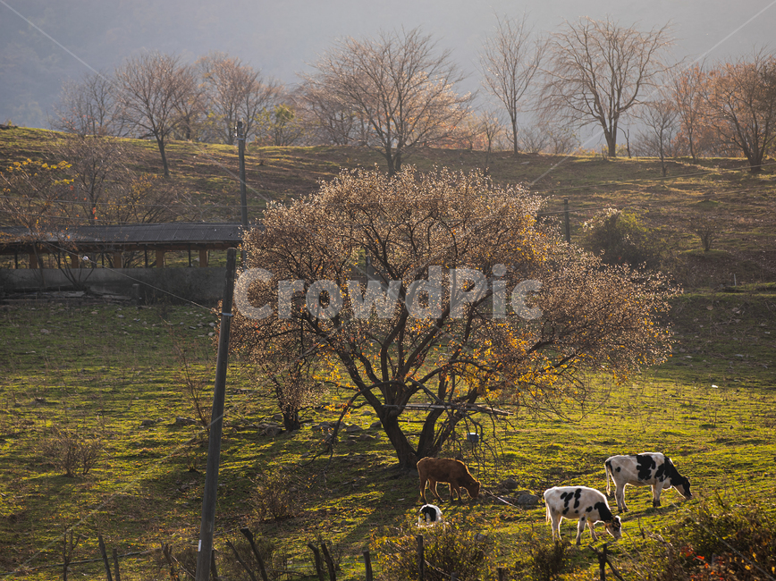 들판,농장,소,젖소,목초지,grassland,자연,field,들,outdoors,옥외,nature,포유류,동물,cow,cattle,가축,animal,동물,animal,포유류,mammal,목축업,목장,livestock farming,ranching,pasture