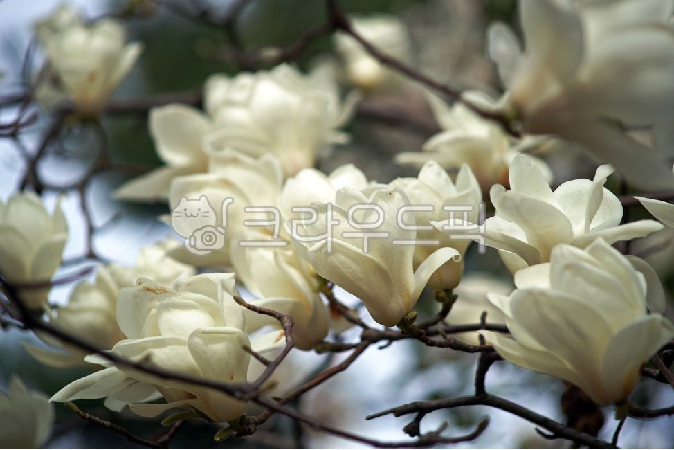 spring flowers,magnolia,season,white magnolia,flower