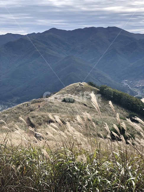slope,경사,mountainrange,산맥,옥외,outdoors,nature,mountain,산,grass,잔디,plant,식물,한국자연관광,한국자연풍경,자연풍경,자연,풍경,날씨,가을,억새,갈대,구름,능선,민둥산,가을,계절,fall,autumn,season,자연,풍경,nature,landscape,한국자연풍경,한국자연경관,korea nature landscape,mountain range