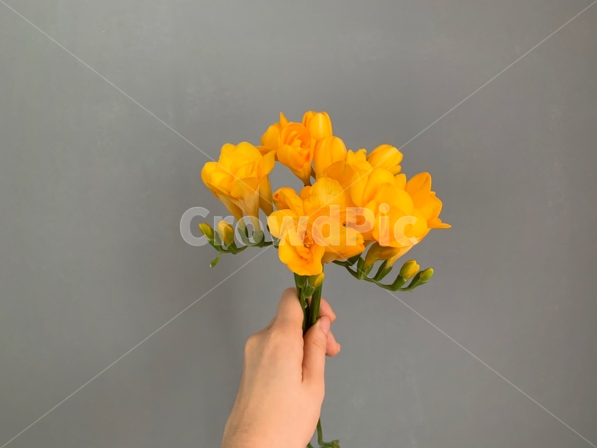 후리지아,꽃,색감,yellow,감성,color,감성사진,프리지아,freesia,봄,봄감성,봄꽃,노란꽃