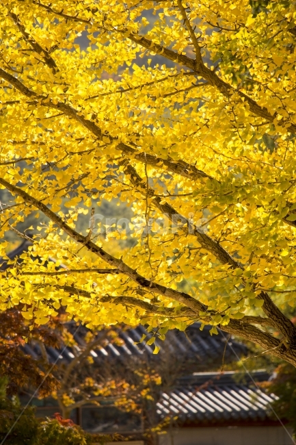 사진,디자인,소스,포토,사진자료,배경,배경사진,백그라운드,한국,동양,아시아,풍경,자연,환경,실외,낮,오후,저녁,식물,나무,가을,단풍,가을풍경,9월,10월,11월,은행,은행나무,노란색,은행잎,가을,계절,fall,autumn,season,한국전통,한국문화,korean traditional,korean culture,식물,자연,plants,nature,나무,trees,wood,leaf,잎,plant,tree,maple