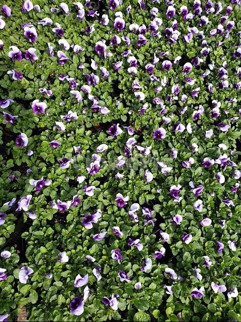 팬지꽃,보라꽃,봄꽃,예쁜꽃,매력적인꽃,식물,자연,plants,nature,꽃,flower