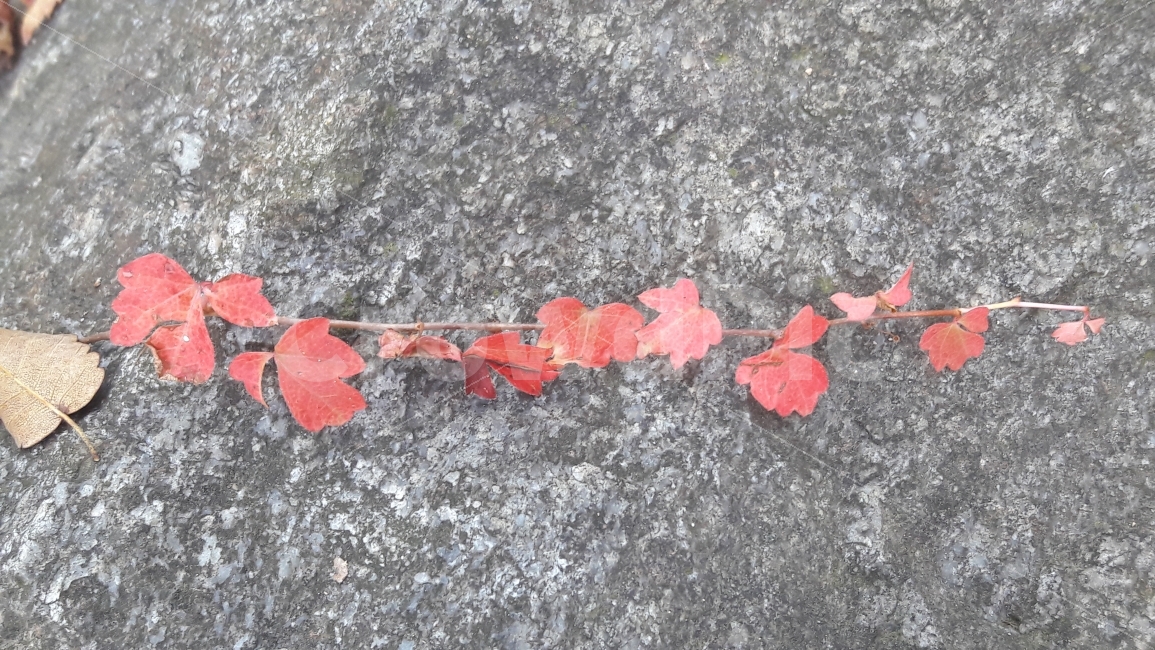대공원,단풍,돌,빨간,넝쿨,가을,계절,fall,autumn,season,식물,자연,plants,nature,leaf,잎,plant,tree,나무