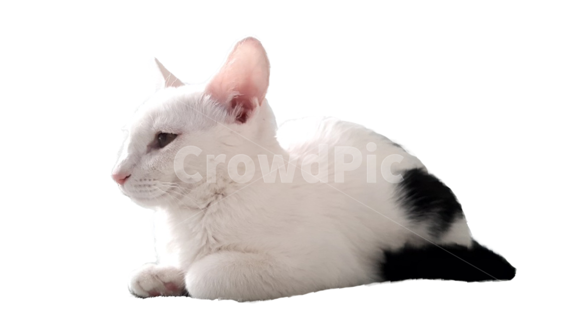 sittingcat,cat,animal,cuteanimal,cute,귀여움,고양이,애완동물,lovely,smallanimal,catmodel,catphoto,동물,animal,포유류,mammal,고양이,cat,kitten,kitty