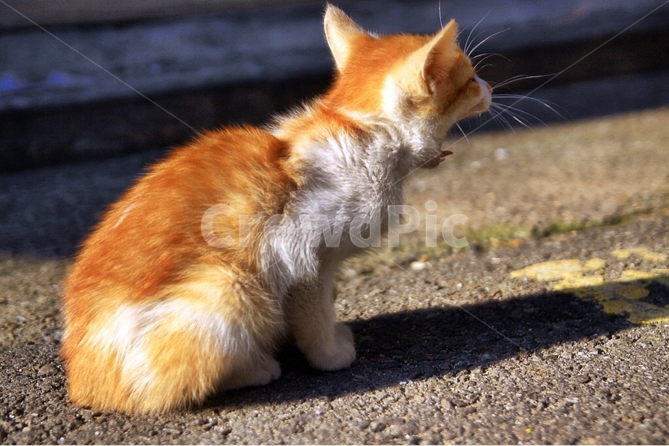 동물,고양이,햇살,하품,길고양이,동물,animal,포유류,mammal,고양이,cat,kitten,kitty