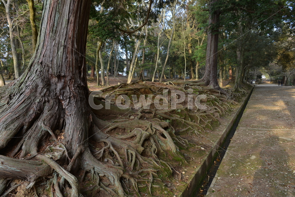 나무뿌리,뿌리,자연,나무,plant,식물,나무,trees,wood