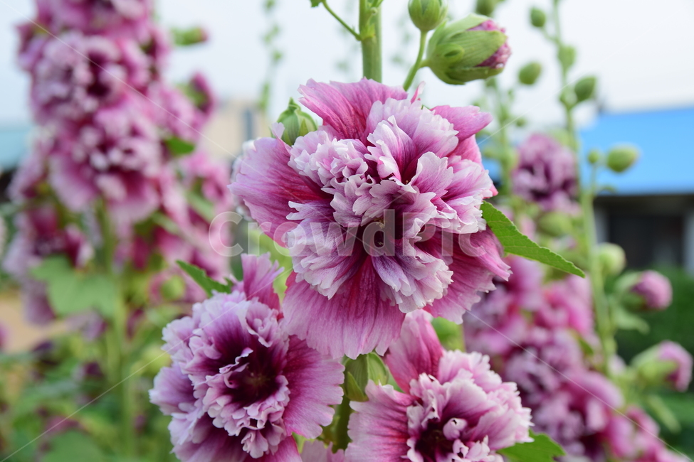 접시꽃,꽃,카네이션접시꽃,예쁜,정원꽃,여름꽃,플라워,flower,hollyhock