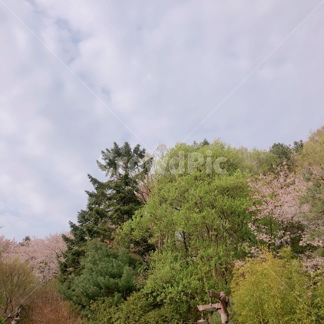 나무,식물,풍경,자연,초록,봄,감성,tree,plants,nature,season,spring,trees,wood,sensible,feeling,plant,식물,자연,plants,nature,나무,trees,wood