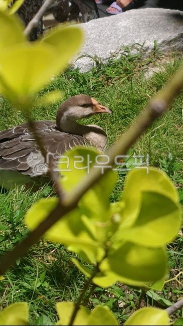 동물,animal,거위,goose,애완동물,beak,부리