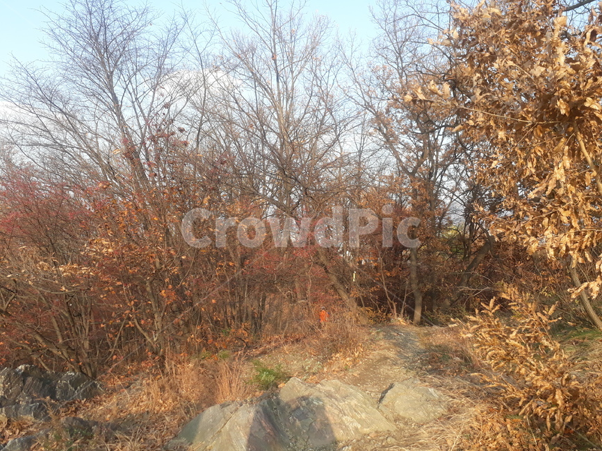 수리산,수리산둘레길,가을산,둘레길,걷기,자연,풍경,nature,landscape,tree,나무,plant,식물