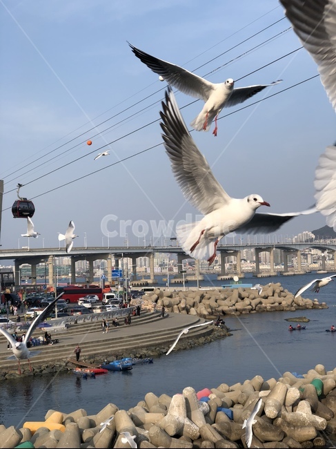 갈매기,날개,부산,방파제,새,동물,animal,조류,새,birds