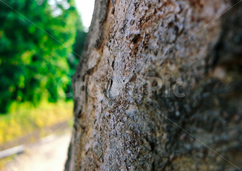 나무,접사,사진,후지카메라,자연,자연사진,식물,자연,plants,nature,나무,trees,wood