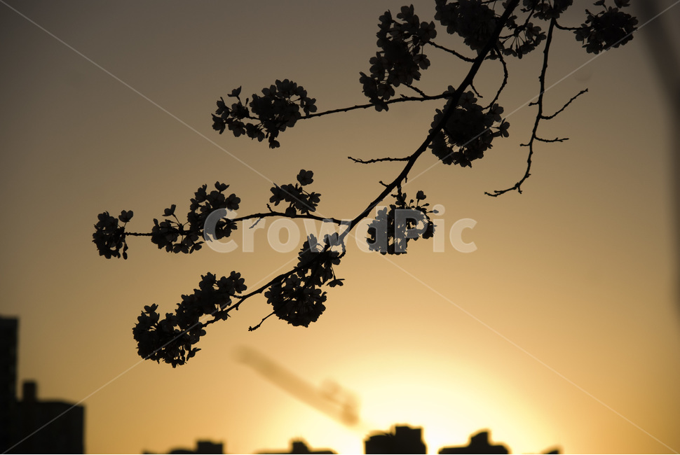 해질녁,자연,풍경,벚꽃,봄,식물,자연,plants,nature,실루엣,그림자,silhouette,shadow