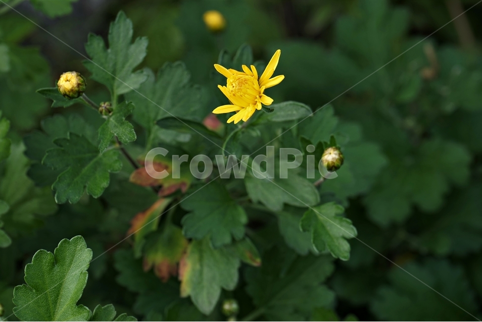 국화,노랑,가을,꽃,우아,자연,식물,연노랑,밝은노랑,진노랑,autumn,fall,flower,chrysanthemum,yellow,elegant,우아함,계절,season,floral,nobility,고귀함,향기,가을대표,식물,자연,plants,nature,꽃,flower