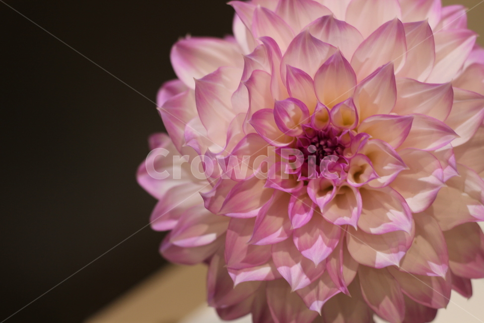식물,달리아,blossom,flower,꽃,dahlia,그라데이션,분홍,식물,자연,plants,nature,꽃,flower