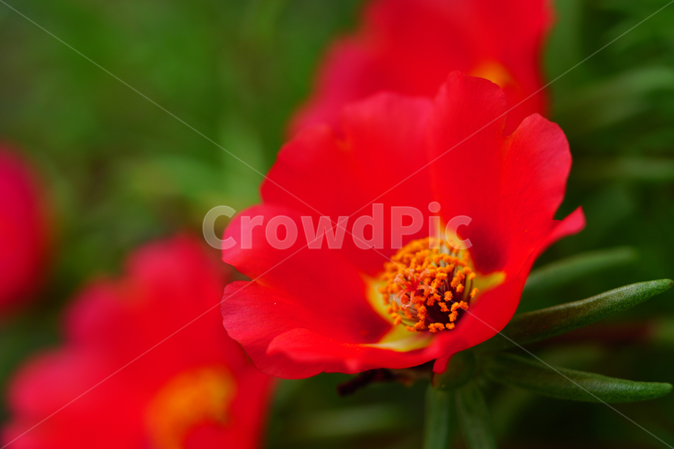 채송화,꽃,플라워,자연,여름꽃,flower,nature,여름,summr,6월,june,접사,macro,rosemoss,portulacagrandiflora,식물,plants,식물,자연,plants,nature,꽃,flower