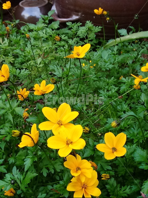 꽃,식물,꽃잎,plant,flower,blossom,황매화,노란색꽃,장미과,식물,자연,plants,nature,꽃,flower