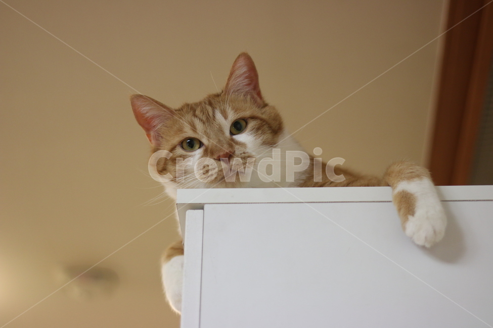 고양이,얼굴,정면,앞발,내려다봄,동물,animal,포유류,mammal,고양이,cat,kitten,kitty